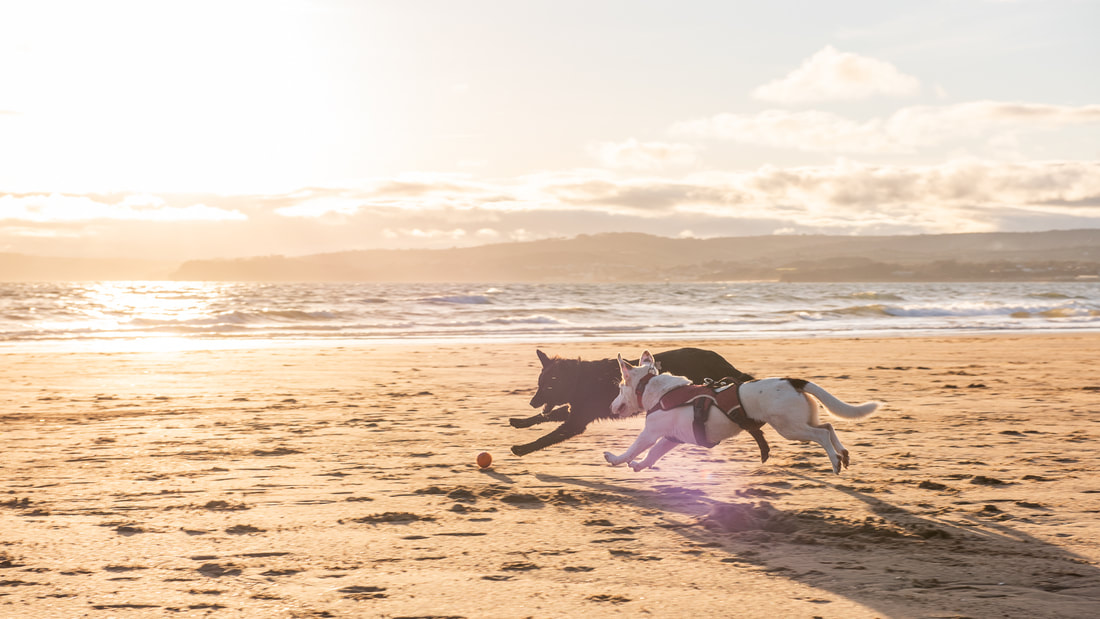 Betty and Eva’s Canine Portrait Shoot at Exmouth Beach